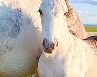 sabino-all-around-western-pleasure-horse