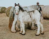 all-around-western-pleasure-gypsy-vanner-horse