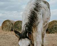 frost-gypsy-vanner-horse