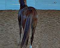 chestnut-star-horse