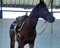 ridden-western-arabian-horse