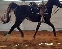 trail-riding-arabian-horse