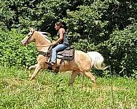 gaited-horse-kentucky-mountain