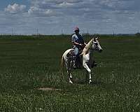 trail-riding-paso-fino-horse