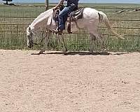 western-riding-paso-fino-horse