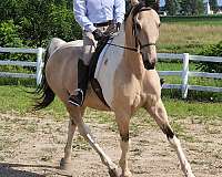 double-registered-saddlebred-horse