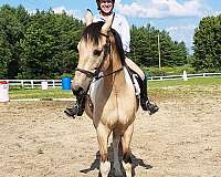gaited-saddlebred-horse