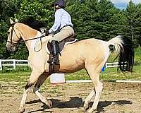 horsemanship-saddlebred-horse