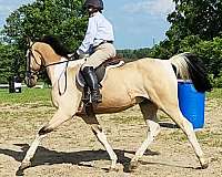 hunt-seat-equitation-saddlebred-horse