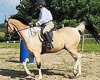 show-winner-saddlebred-horse