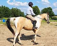 trail-saddlebred-horse