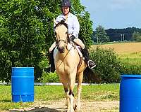 western-dressage-saddlebred-horse