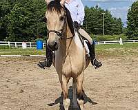 working-equitation-saddlebred-horse