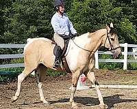 buckskin-saddlebred-gelding