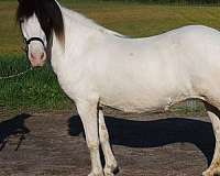tobiano-splash-medicine-hat-horse