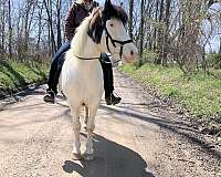 tovero-tobiano-splash-medicine-hat-horse