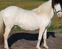 amazing-icelandic-horse