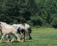 bond-gypsy-vanner-horse