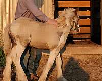 nice-temperaments-gypsy-vanner-horse