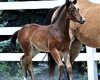 bay-filly-appendix-horse