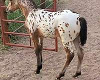 buckskin-draft-friesian-horse