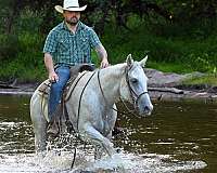 rodeo-quarter-horse