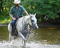 western-riding-quarter-horse