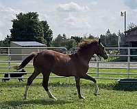 exceptional-dutch-warmblood-horse