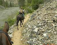 trail-mule