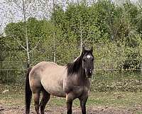 grulla-black-ear-tips-horse