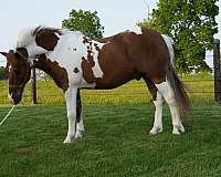 pinto-brown-white-pony
