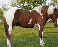 companion-pony