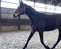 portland-dutch-warmblood-horse