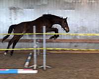 trailers-dutch-warmblood-horse