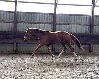 derby-prospect-dutch-warmblood-horse