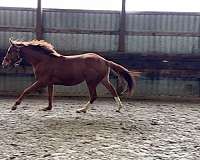 donnerhall-dutch-warmblood-horse