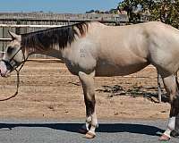 buckskin-mare-yearling-for-sale