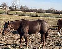 easy-to-ride-filly