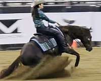 big-stopper-filly