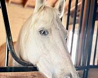 aqha-palomino-quarter-horse-mare-foal