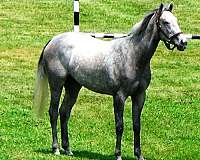 ottbs-for-sale-thoroughbred-horse