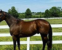 horses-for-sale-thoroughbred