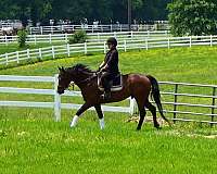 ottbs-for-sale-thoroughbred-horse