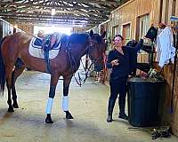 eventing-horses-for-sale-thoroughbred