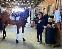 thoroughbred-sport-horses