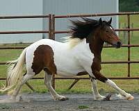 sorrel-flashy-horse