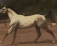 horse-related-gelding