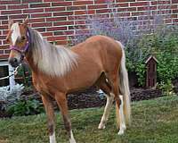 halter-miniature-horse