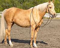 ranch-arabian-palomino-horse