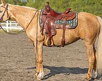 sport-arabian-palomino-horse